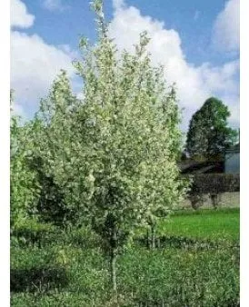 Cerezo de racimo común